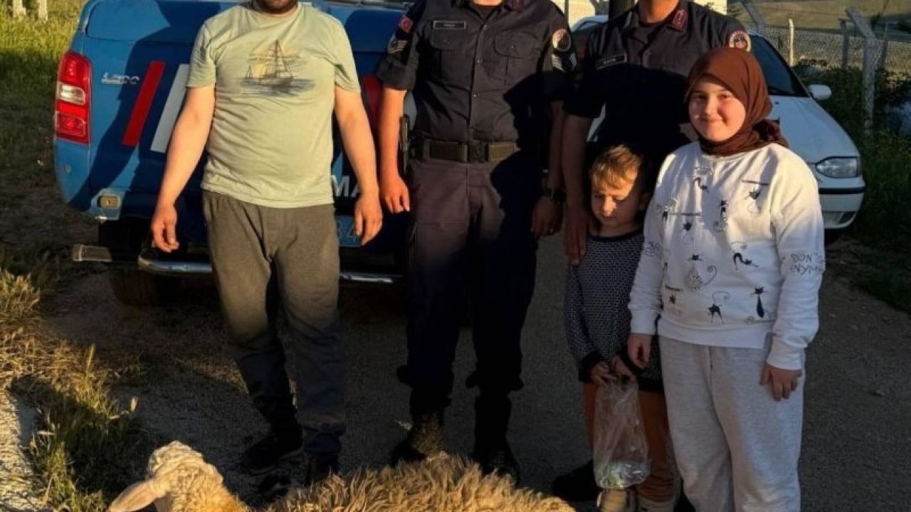 Kırşehir’de kaçan kurbanlık koyunu jandarma yakaladı
