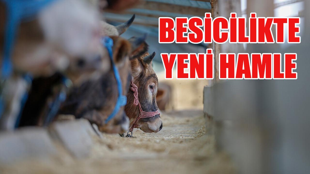Besicilikte yeni hamle