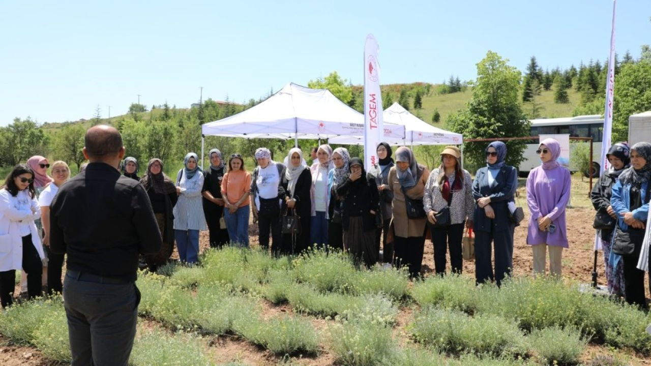 Eskişehir'de altın otu hasadı etkinliği yapıldı