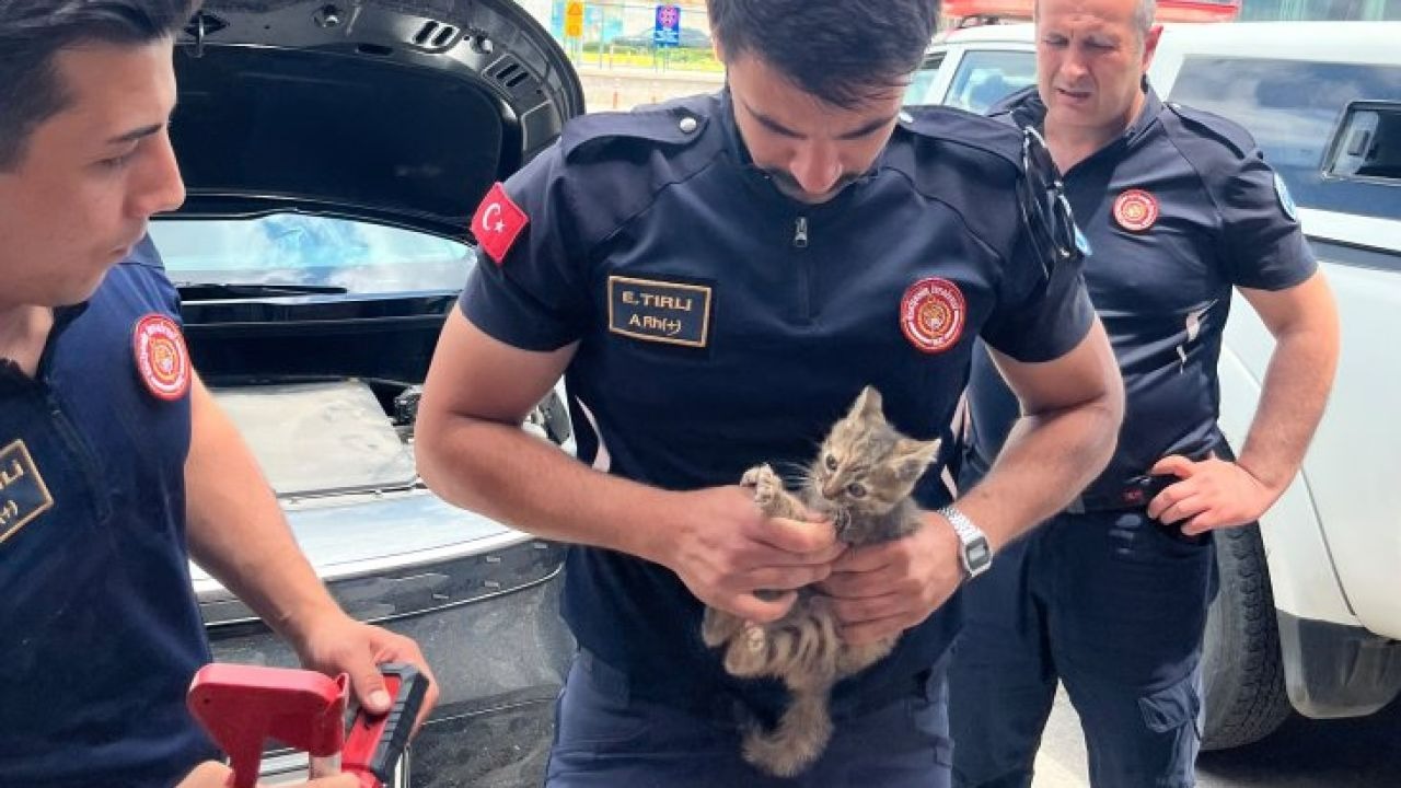 Eskişehir'de aracın motor kısmına sıkışan kedi yavrusu kurtarıldı