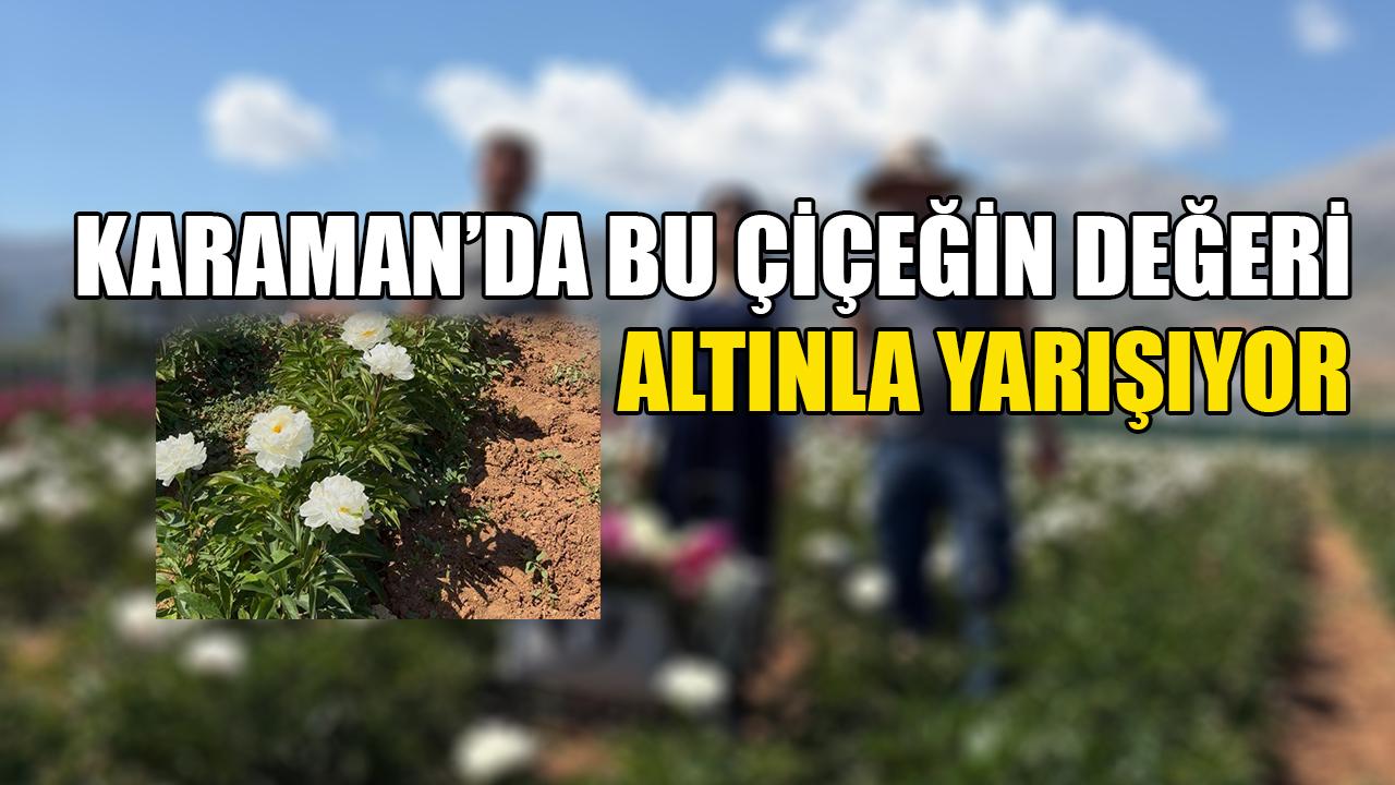 Karaman’da bu çiçeğin değeri altınla yarışıyor