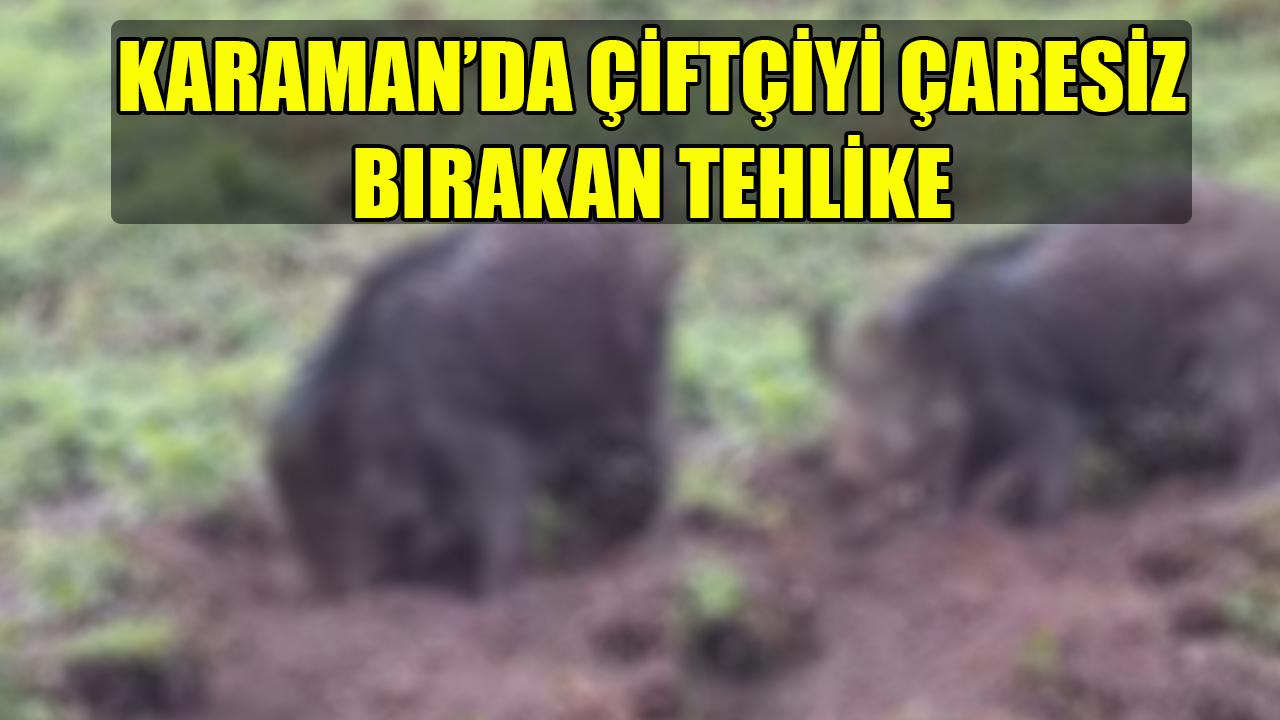Karaman'da çiftçiyi çaresiz bırakan tehlike