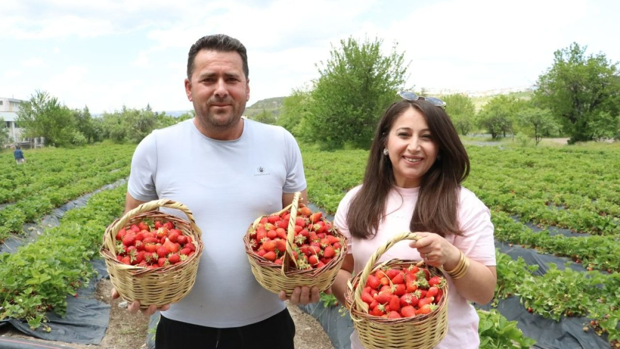 Kiraladıkları tarım arazilerinde yılda 70 ton organik çilek üretiyorlar