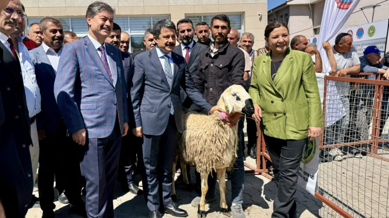 Kırşehir'de besicilere damızlık koç dağıtıldı