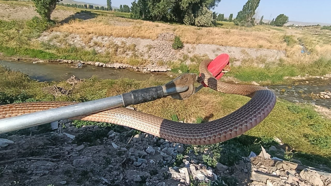 Sivas'ta eve giren yılanı itfaiye ekipleri yakaladı