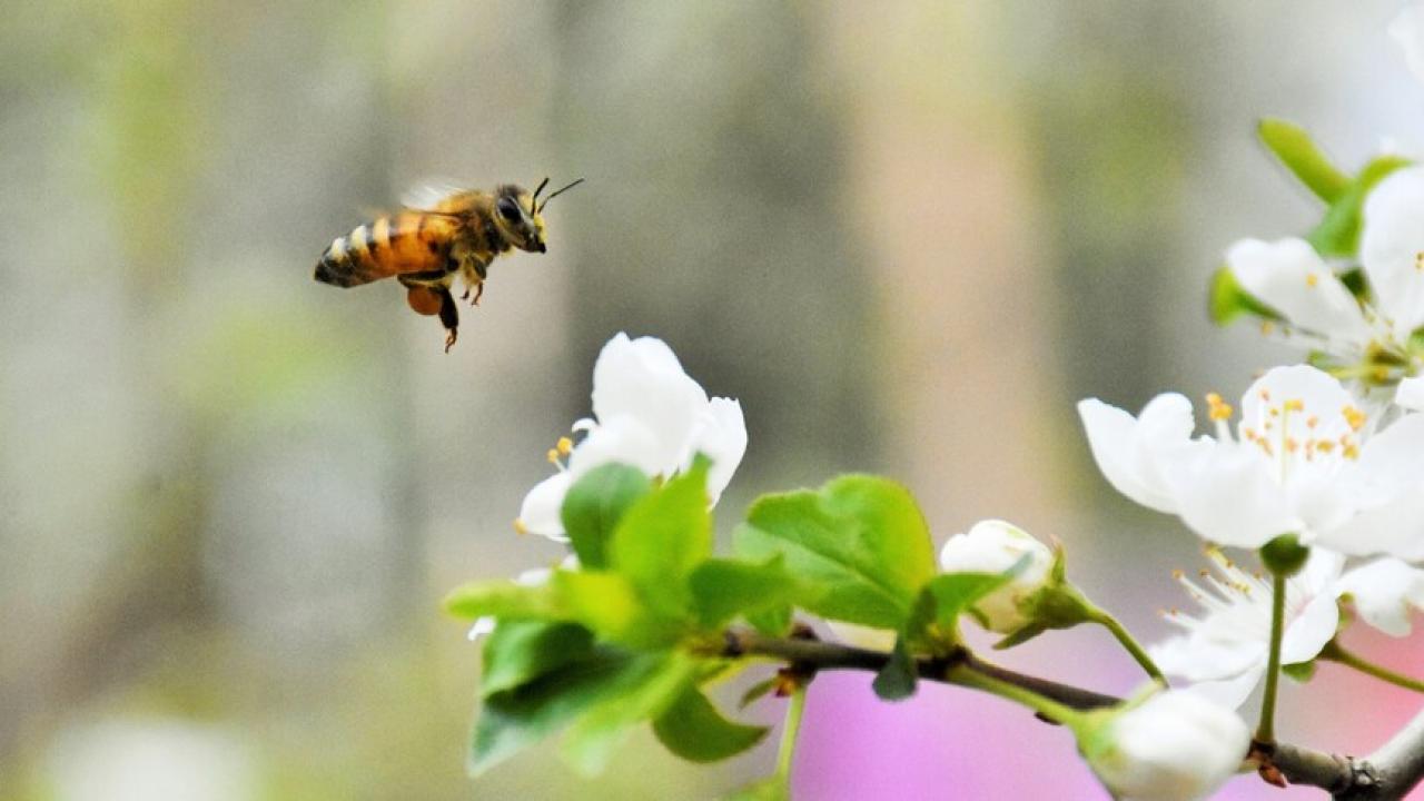 Sürdürülebilir arıcılığa bal ormanı desteği