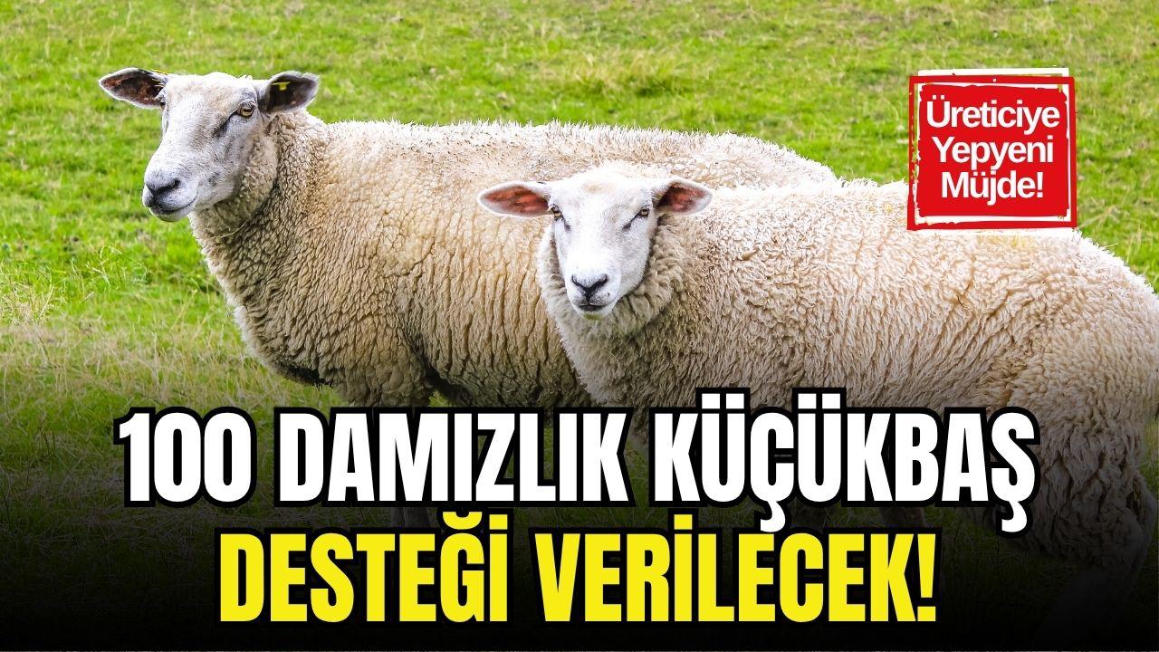 Tarım Müdürlüğü Açıkladı! 95 Koyun ve 5 Koç Verilecek!