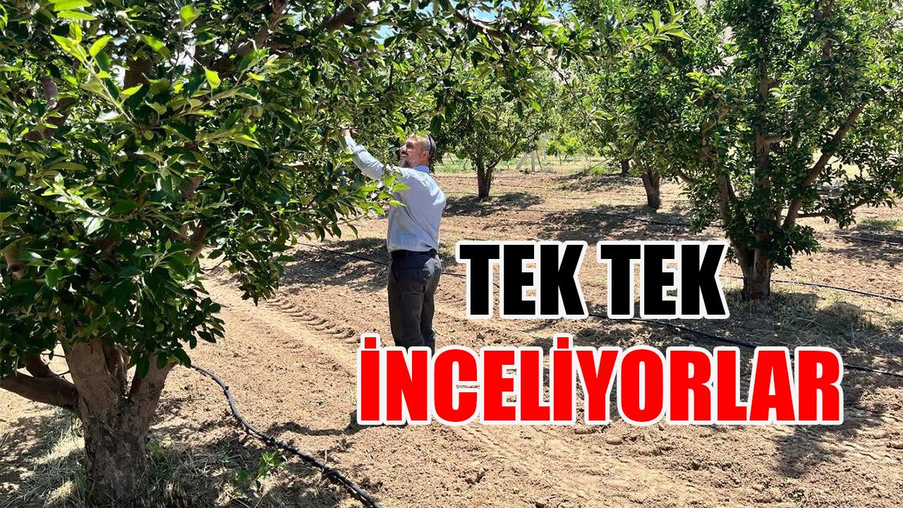 Tek tek inceliyorlar