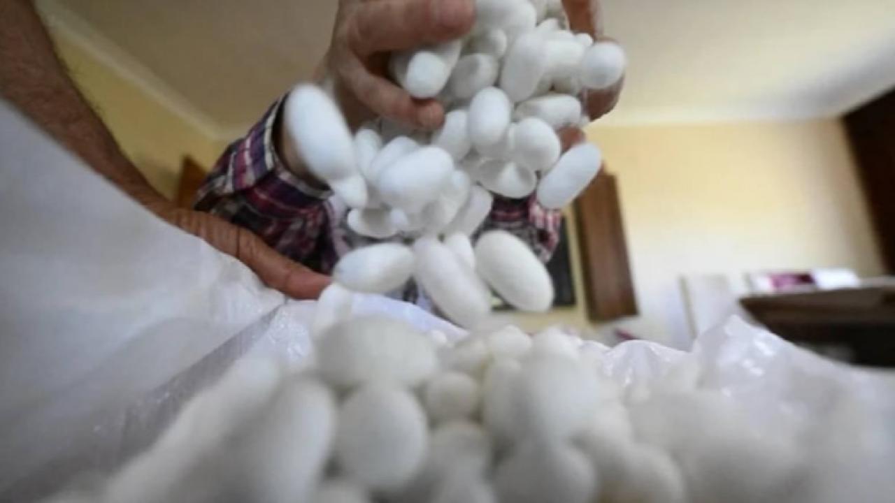 40 Günde Bir Yıllık Maaş: Düzce'de Sıfır Maliyetle Yapıyor