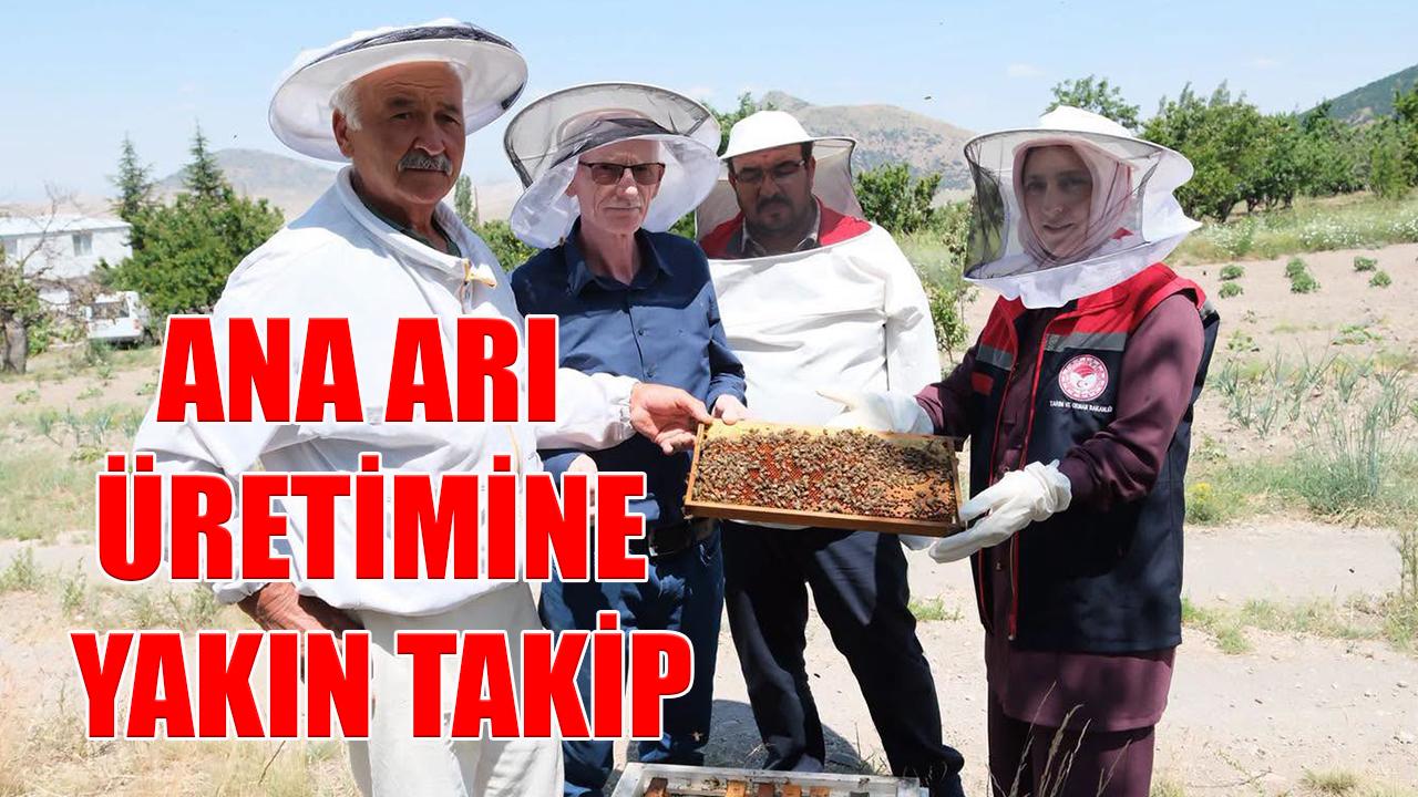 Ana arı üretimine yakın takip