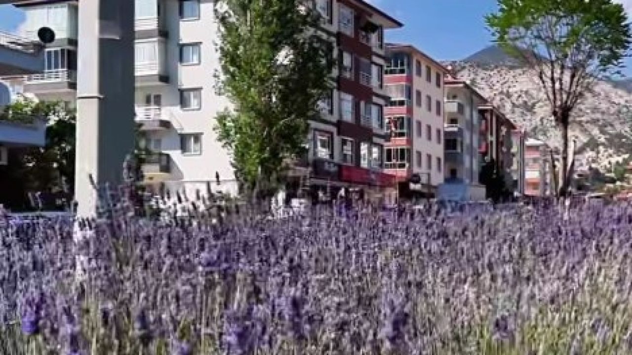 Nallıhan lavantalarla renklendi